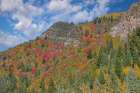 USA, Utah. Aspen and maple in fall color. Wasatch Mountains along South Big Cottonwood Canyon Road Art Print